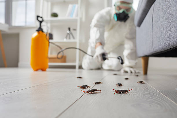 Post-Treatment Bed Bug Interceptor Monitoring in Skyline View